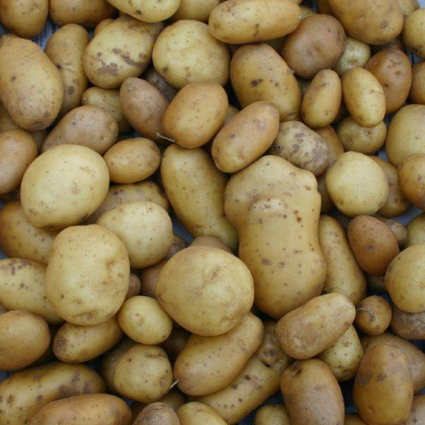 Pommes de terre nouvelles de Richard Vian (Fontvieille 13) X 500G