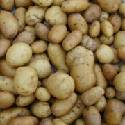 Pommes de terre nouvelles de Richard Vian (Fontvieille 13)+/- (400296)