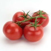 Premières tomates grappe du maraicher provençal (Graveson 13 ) +/- (400301)