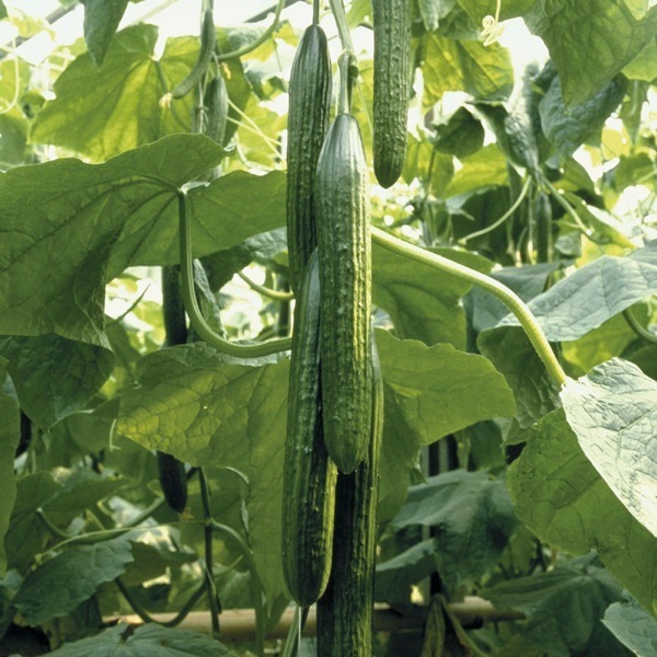 Concombre long lisse du Maraicher Provençal (Graveson 13) x 1