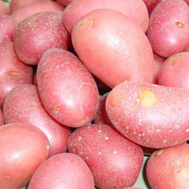 Pommes de terre Cheyenne rouges de Matthieu Zimmerlin (Gordes  84) X 1kg